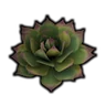 Evergreen Flower