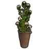 Clay Vase with Henbane