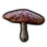 Fly Agaric Mushroom