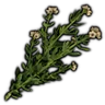 Henbane