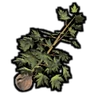 Maple Seedling