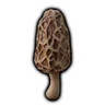 Morel Mushroom