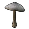 Parasol Mushroom