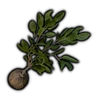 Pear Tree Seedling