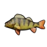 Perch