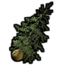 Spruce Seedling