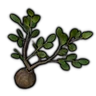 Plum Tree Seedling