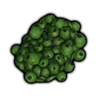 Unripe Berry