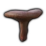 Red Pine Mushroom