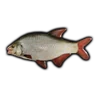 Roach