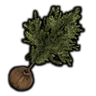Small Evergreen Seedling