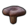 Wooly Milkcap Mushroom