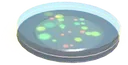 Bacteria Sample