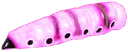 Futura butterfly larva