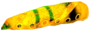 Golden butterfly larva