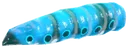 Galaxe butterfly larva