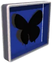 Butterfly display box