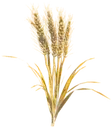 Wheat