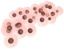 Kenjoss frog eggs