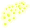 Toxifia frog eggs
