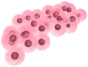 Huli frog eggs