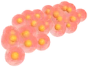 Strabo frog eggs