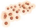 Amedo frog eggs