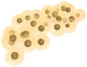 Golden frog eggs