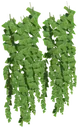 Ivy