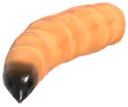 Uncommon larva
