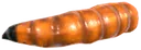 Rare larva