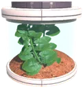 Lirma Seed