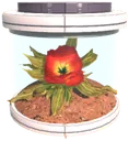 Shanga Seed