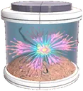Furteo Seed
