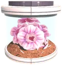 Nulna Seed