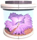 Orema plant