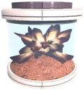 Volnus plant