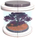 Rosea tree seed