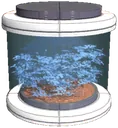 Prunea tree seed