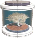 Malissea tree seed