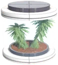 Pamelia tree seed