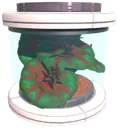 Aleatus tree seed