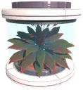 Cernea tree seed