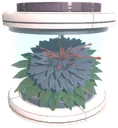 Elegea tree seed