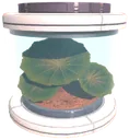 Humelora tree seed
