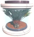 Aemora tree seed