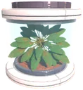 Pleom tree seed