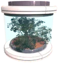 Soleus tree seed
