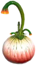 Squash