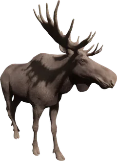 Moose — Sons of the Forest